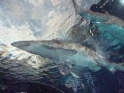sharks in the lagoon at ripley's aquarium of the smokies in gatlinburg tennessee